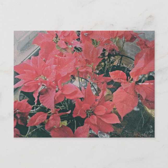 Carte postale Poinsettias de Noël (Devant)