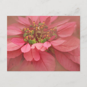 Carte Postale Poinsettias Rose Teinté Art Numérique