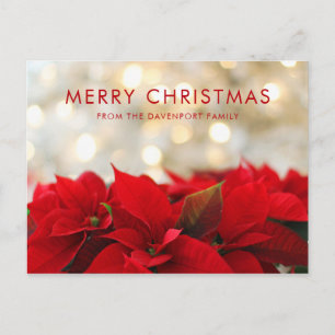Carte Postale Poinsettias rouges avec Golden Bokeh Noël