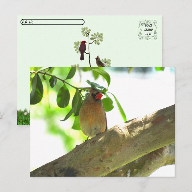 Carte Postale Point de passage - Femme Cardinal Jardin Bird (Devant / Derrière)