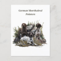 Pointeur à cheveux courts allemand ou Deutsch Kurz