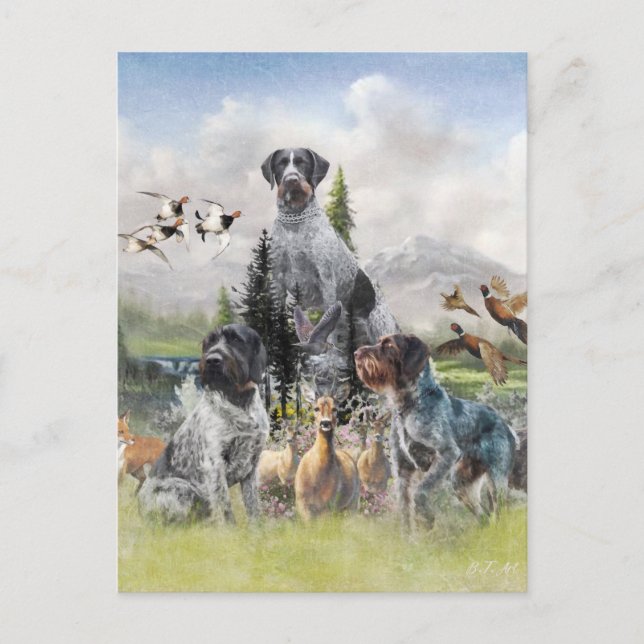 Carte Postale Pointeur À poils durs allemand (Devant)