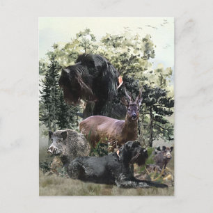 Carte Postale Pointeur à poils durs, Chasse en plein air