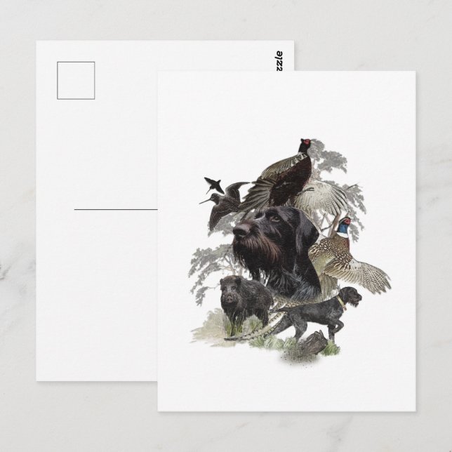 Carte Postale Pointeur à poils durs, Chasse en plein air (Devant / Derrière)