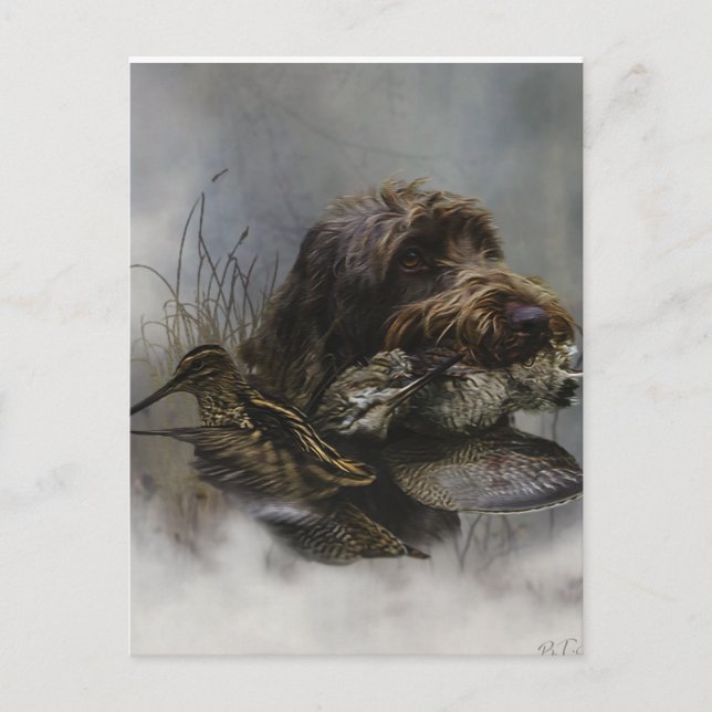 Carte Postale Pointeur à poils durs Griffon, Chasse à la bécasse (Devant)