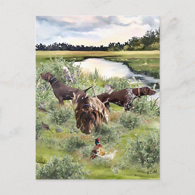 Carte Postale Pointeur court allemand (Devant)