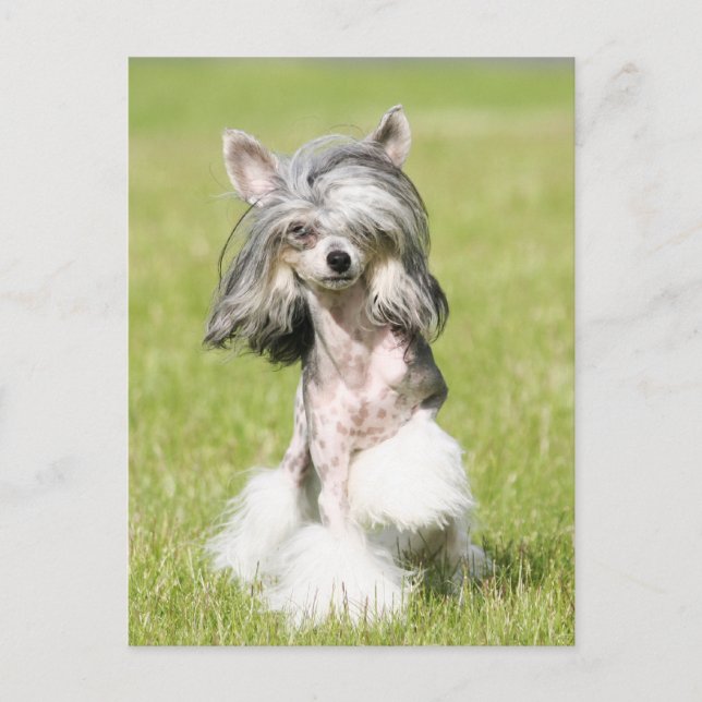 Carte Postale Pointing Sheeba (Devant)