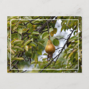 Carte Postale Poire Bosc Sur L'Arbre