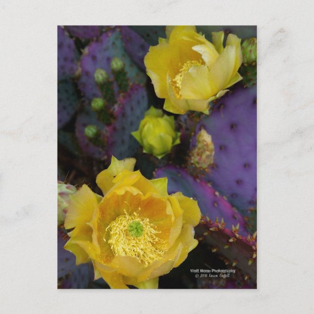 Carte Postale Poire pourpre opuntie cactus fleurs jaunes (Devant)