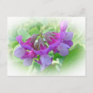 Carte Postale Pois de plage - Lathyrus japonicus - Fleur sauvage