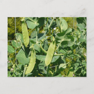 Carte Postale Pois des neiges dans le jardin végétal