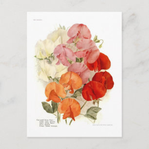 Carte Postale Pois doux