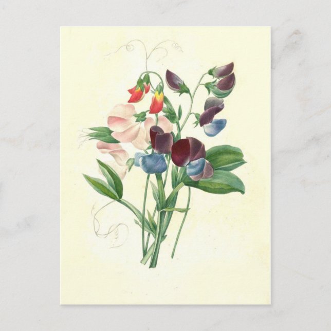 Carte Postale Pois doux de Pierre-Joseph Redouté (Devant)