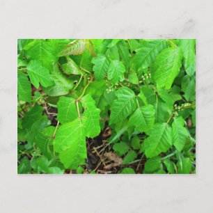 Carte Postale Poison