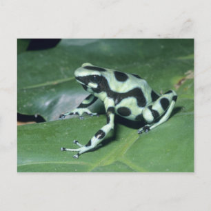 Carte Postale Poison Dart Frog, (Dendrobates auratus) Cahuita