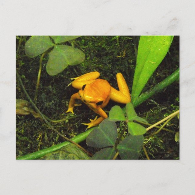 Carte postale Poison Dart Frog Orange terribilis (Devant)