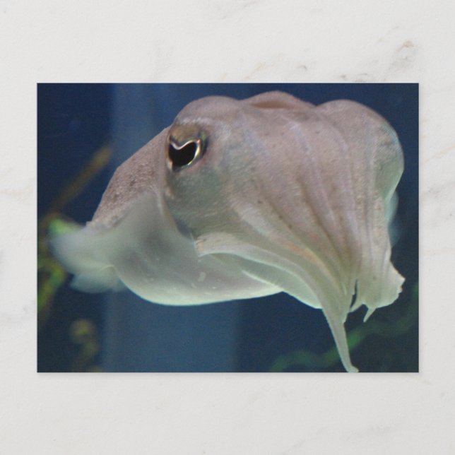 Carte Postale poisson (Devant)