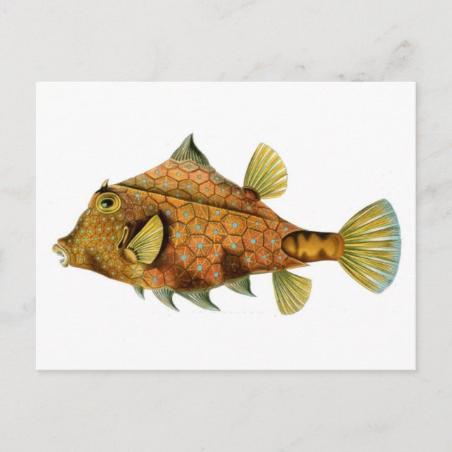 Carte Postale Poisson (Devant)