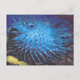 Carte Postale Poisson