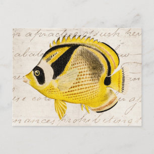 Carte Postale Poisson à papillon au raton laveur vintage - Hawaï
