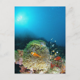 Carte Postale Poisson Anémone des Maldives nageant sous l'eau