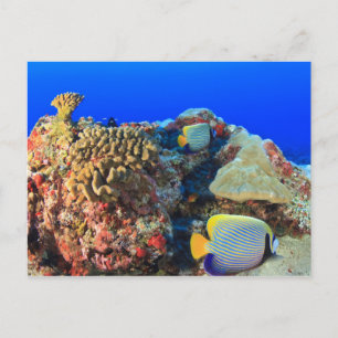 Carte Postale Poisson-ange royal Pygoplites diacanthus),
