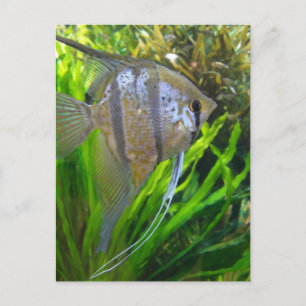 Carte Postale Poisson Angel