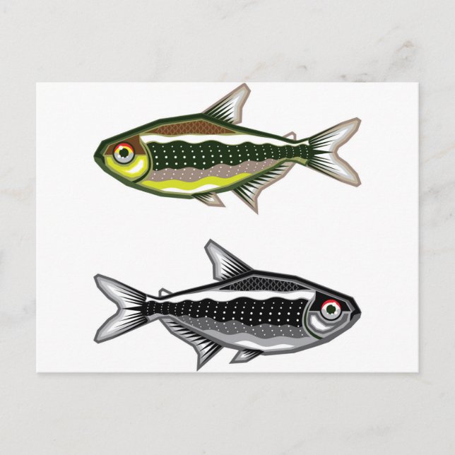 Carte Postale Poisson aquarium Neon Tetra (Devant)