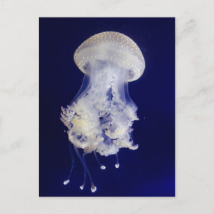 Carte Postale Poisson blanche sur Blue Arrière - plan Photo Cart