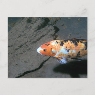 Carte Postale Poisson Calico