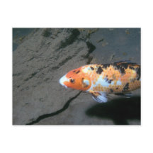 Poisson Calico