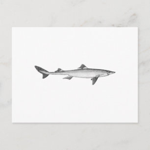 Carte Postale Poisson-chien épineux (art en ligne)