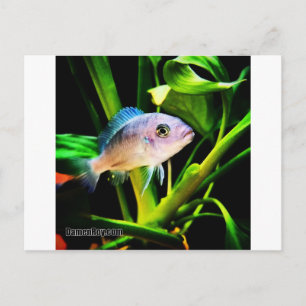 Carte Postale Poisson Cichlid Africain Exotique
