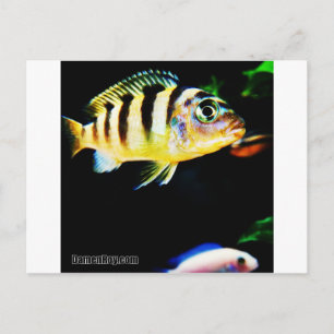 Carte Postale Poisson cichlidé noir et jaune