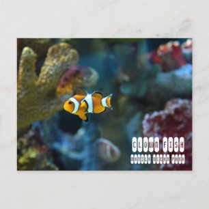 Carte Postale Poisson clown