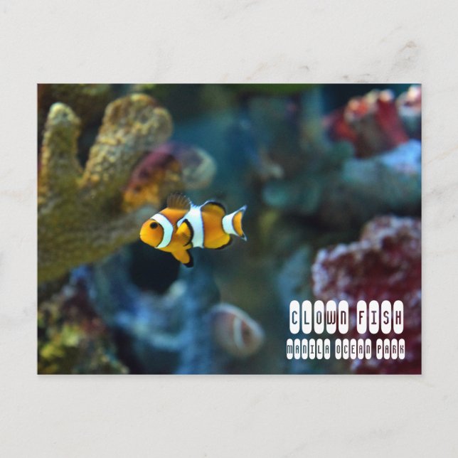 Carte Postale Poisson clown (Devant)
