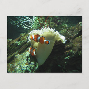 Carte Postale Poisson clown