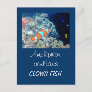 Carte Postale Poisson clown