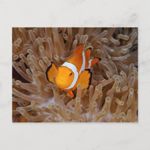 Carte Postale Poisson-clown - Molokai, falaise de la côte nord