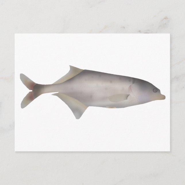 Carte Postale Poisson-coffre (Devant)