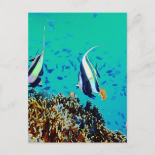 Carte postale Poisson dans les eaux Fidji