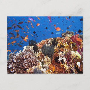 Carte postale Poisson dans les eaux Fidji