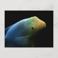 Poisson dans un réservoir - Photographie d'art