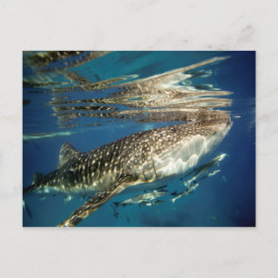Carte Postale Poisson de baleine et de remora