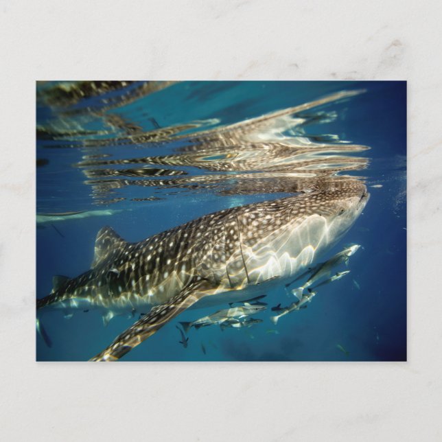 Carte Postale Poisson de baleine et de remora (Devant)