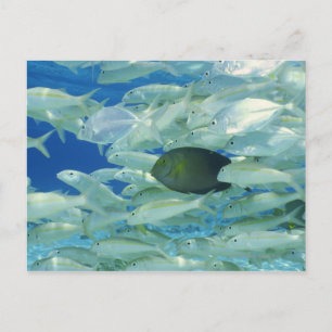 Carte Postale Poisson de chirurgien jaune à rayures jaunes
