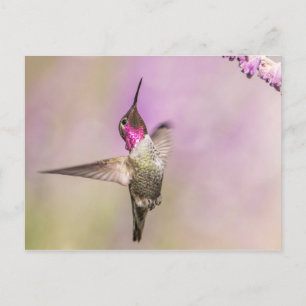 Carte Postale Poisson de colibri rose en vol