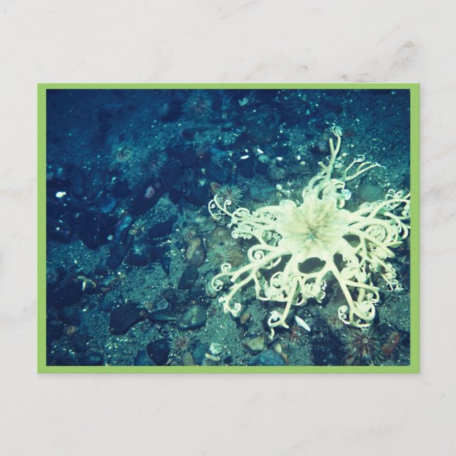 Carte Postale Poisson de panier (Devant)