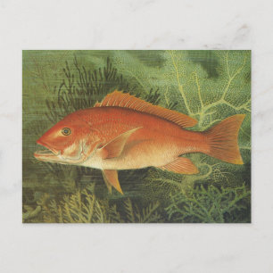 Carte Postale Poisson de Snapper Rouge dans l'océan, Vintage Mar