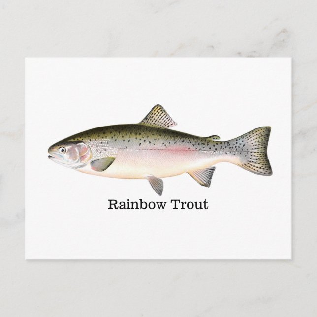 Carte Postale Poisson de truite arc-en-ciel (Devant)